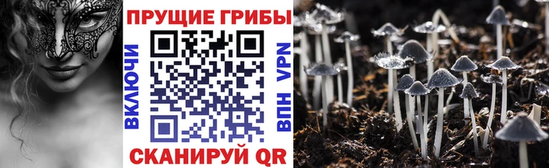 купить наркоту  Отрадный  Галлюциногенные грибы Cubensis 